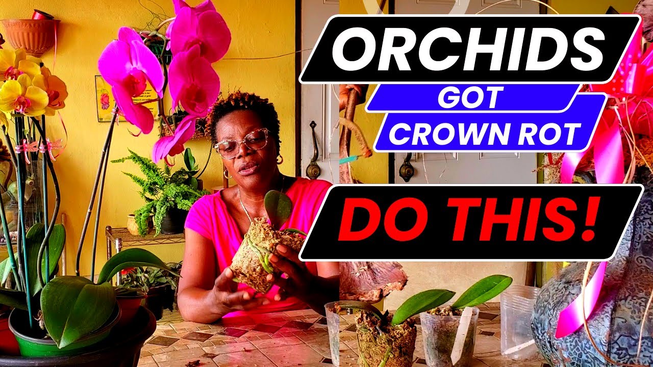 Phalaenopsis orchids crown rot || Care tips || I DO THIS||