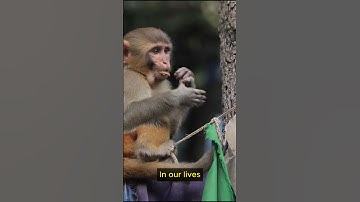 Life Lessons from Monkeys   Part 5 #shorts  #lifelessons #inspiration #wisdom #patience #growth