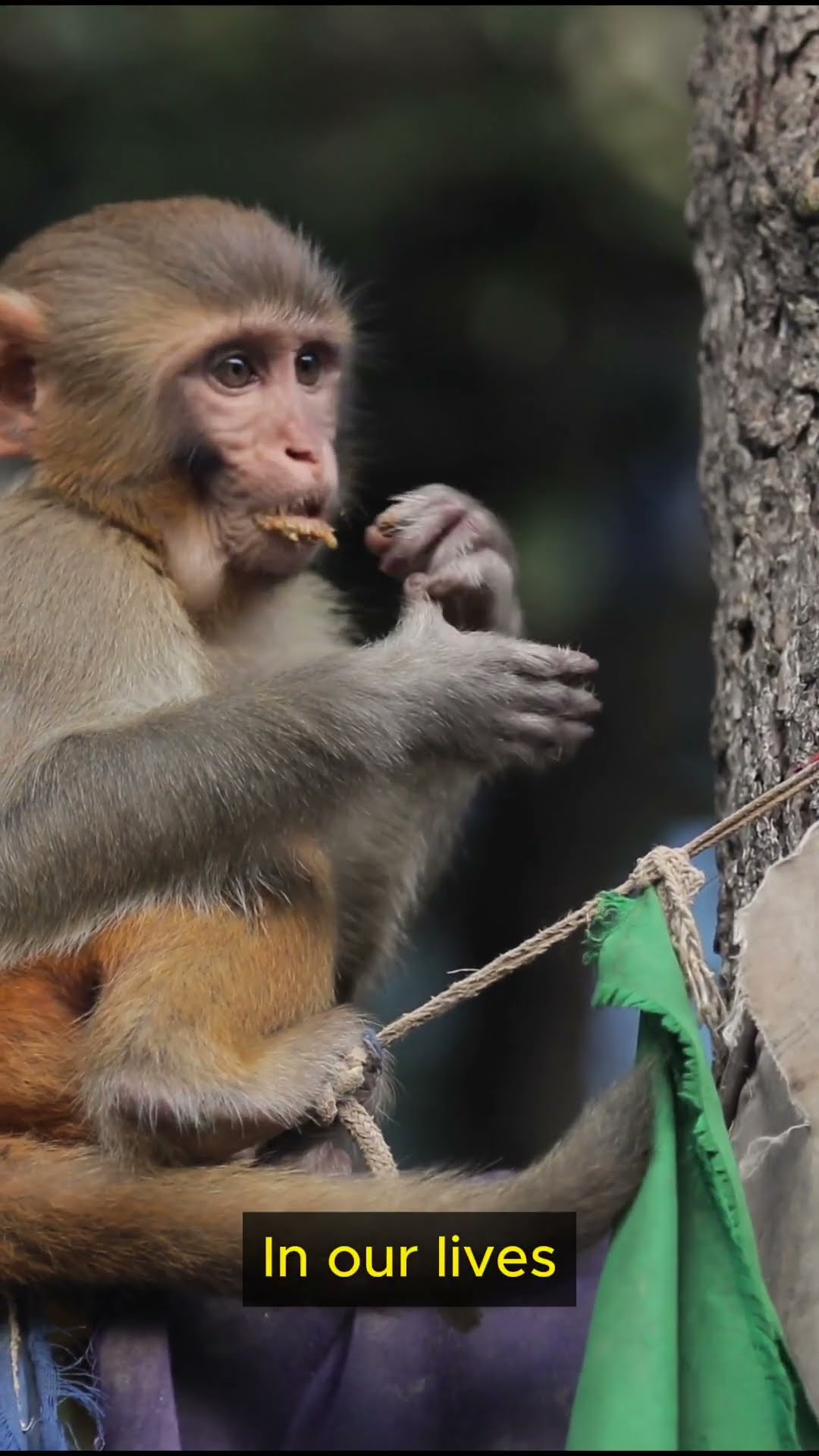 Life Lessons from Monkeys   Part 5 #shorts  #lifelessons #inspiration #wisdom #patience #growth