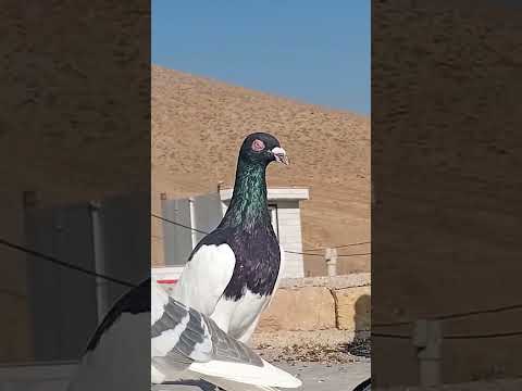 آقا سلام یه یهودی خوب ذات دار باید اینجوری باشه کفتر  05  سبسکرايب