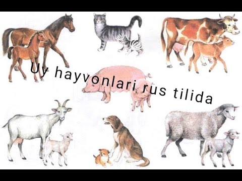 Video: Ispaniyalik Uy Hayvonlari Marhamat Uchun Cherkovga Yo'l Olishadi