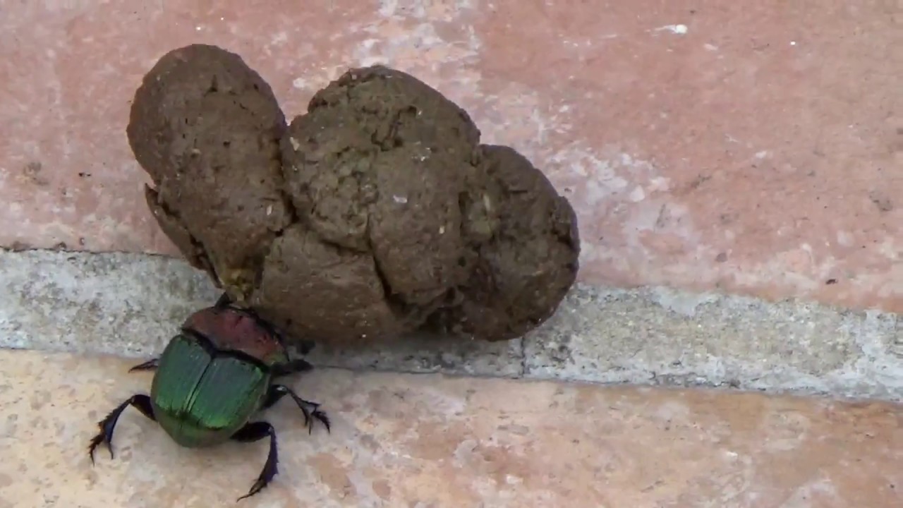 Backyard Nature:  Do Not Disturb. Dung Beetle at Work. Entomologists Please Comment.