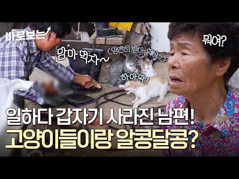 말도 없이 사라진 남편! 아내는 일하는데 고양이들과 알콩달콩?｜#바로보는사노라면