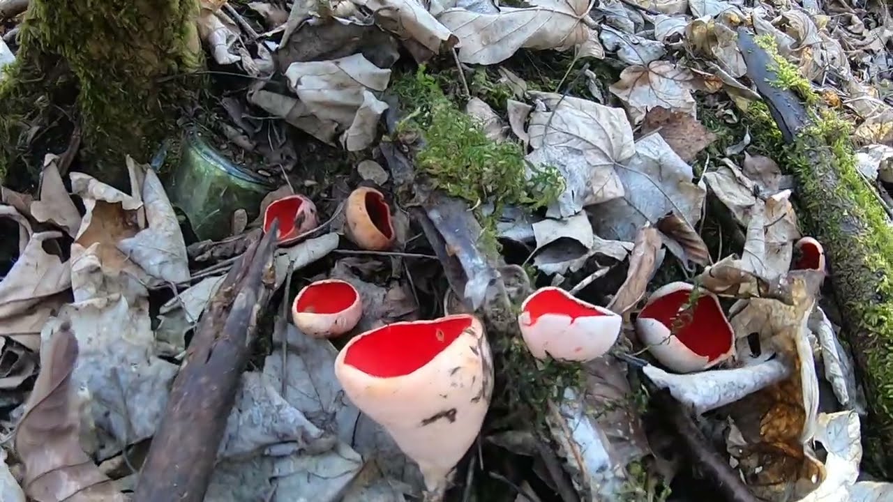 ТРУСКАВЕЦЬ! ОГЛЯД ЛІСІВ!