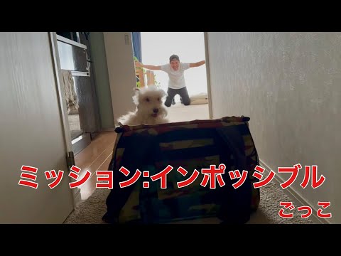 愛犬と「ミッション:インポッシブル」ごっこw テリア