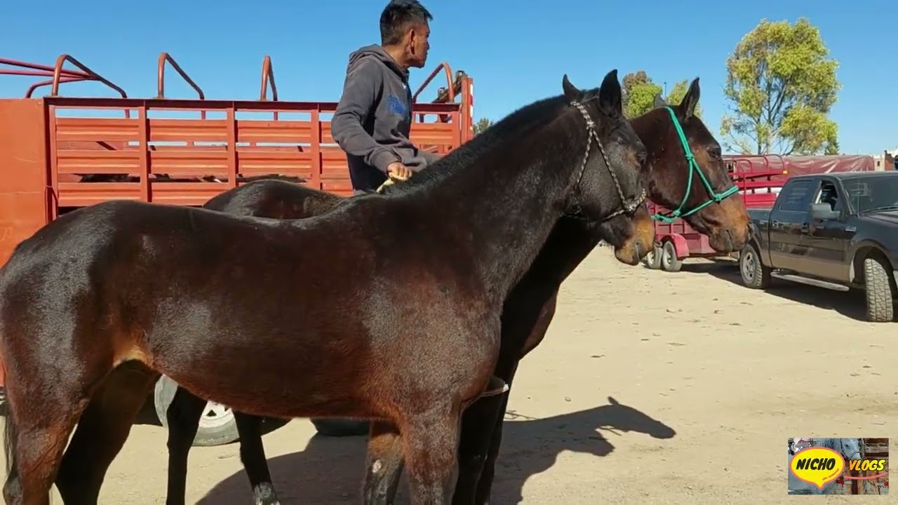 PLAZAS GANADERAS-LAS 65 YEGUAS Y POTRANCAS MAS BONITAS QUE ENCOTRAMOS ESTE AÑO,POR SI NO LAS VISTE.