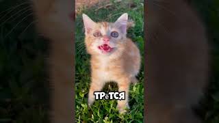 Почему кошки сильнее привязываются к хозяину чем собаки?  #animals #factshorts #shorts