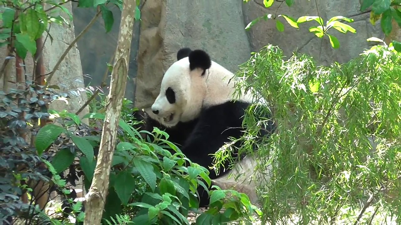 panda tour singapore