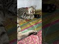 Goyas Peaceful Spots рџђ Goyas Peaceful Spots рџђ