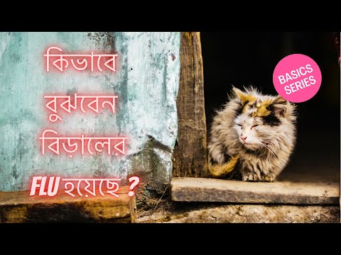 বিড়ালের cat flu তে আক্রান্ত হবার লক্ষন || Symptoms of cat flu