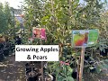 Growing Apples & Pears