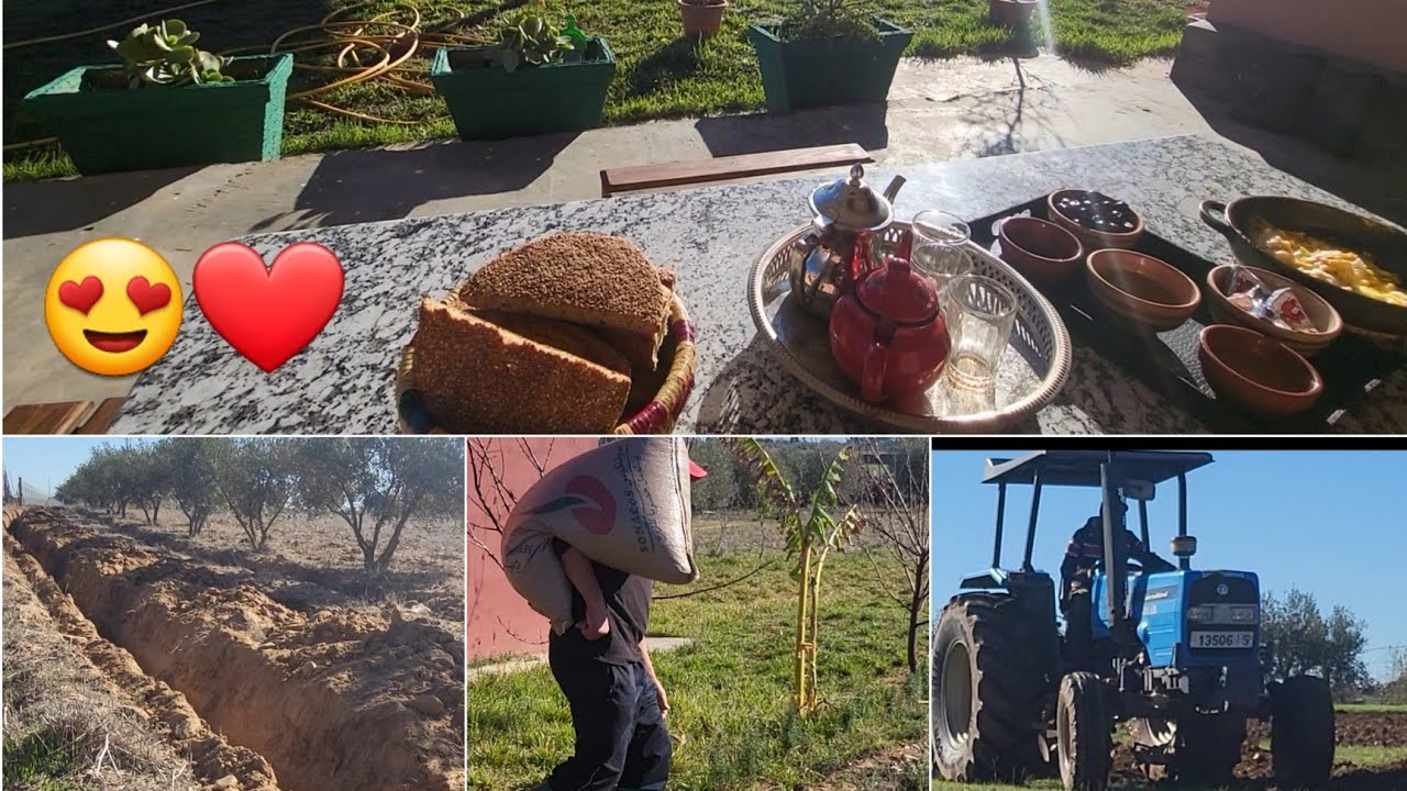 كل مايفيدكم في تجربتي بالضيعةوربطها بشبكةالماءالصالح للشرب, ولادةشيكو(الكلبة الوفية)لأجمل تسع جراء❤️