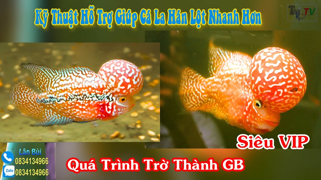 Quá Trình, Kỹ Thuật Hỗ Trợ Giúp Cá La Hán Nhanh Lột : Kamfa GB