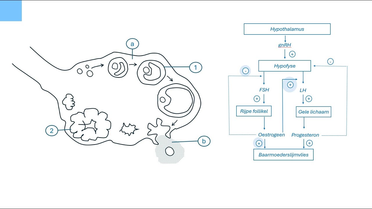Oefenen hormonen 》FSH, LH, progesteron, oestrogeen, HCG
