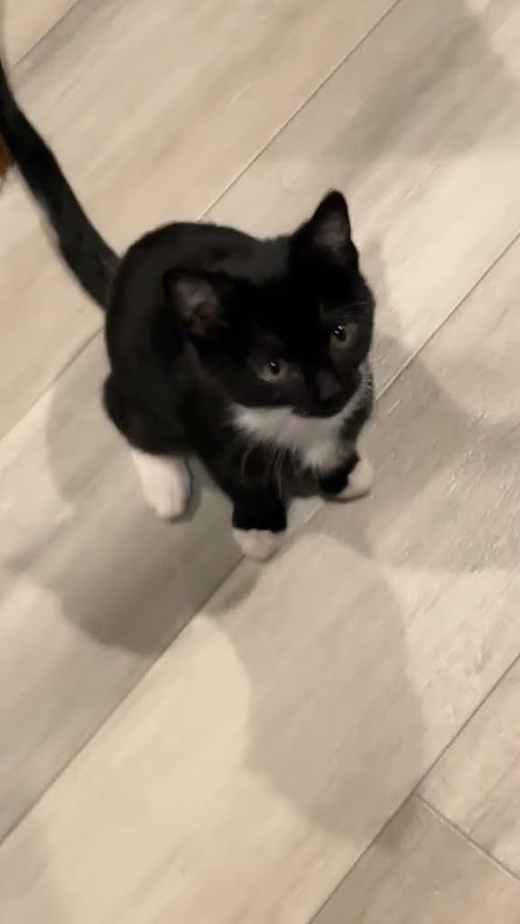 How beautiful is this black and white cat?