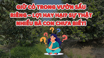 🌱GIỮ CỎ TRONG VƯỜN SẦU RIÊNG – LỢI HAY HẠI? SỰ THẬT NHIỀU BÀ CON CHƯA BIẾT!🍃