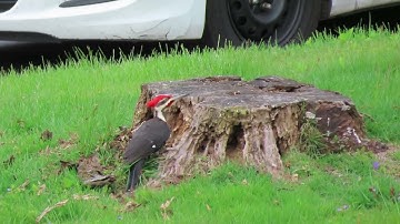 A male Pileated Woodpecker - Marlborough, CT. May 12, 2022
