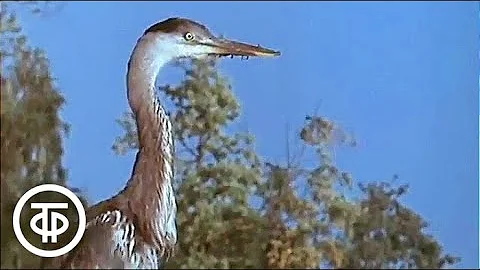 Здравствуй, Феникс! Дневник наблюдений за серой цаплей (1978)