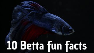 10 Betta fish fun facts (English)