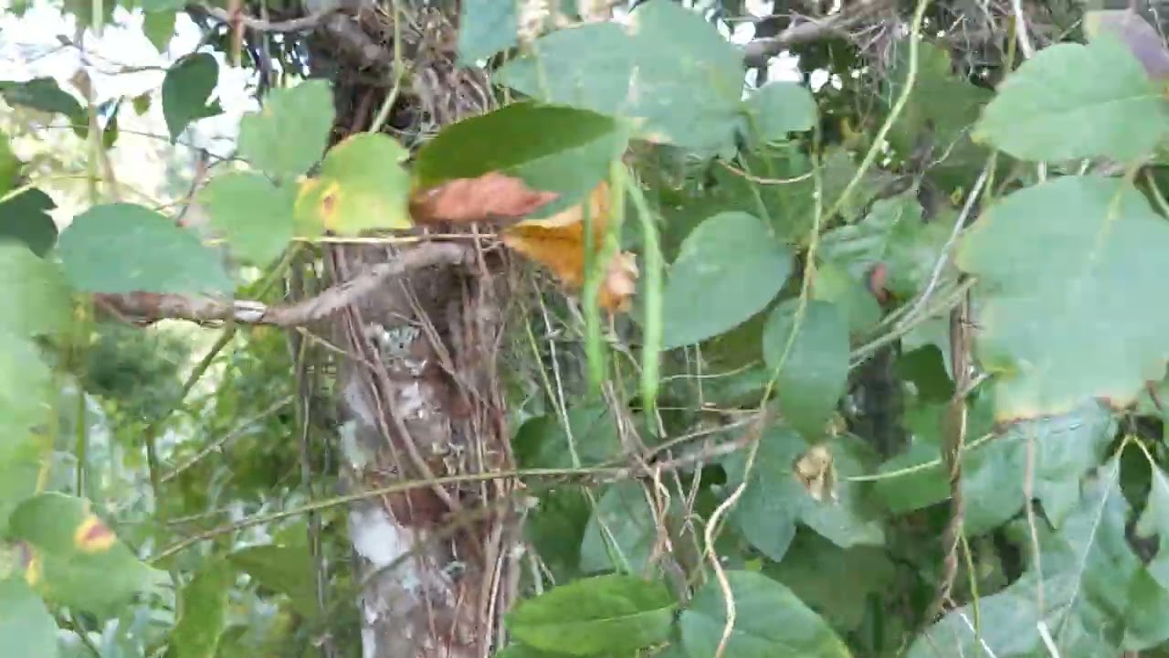 Quick Hopniss (apios americana) seed pods Sept 10 2025