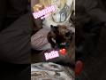 Unboxing: Katt-mössa? 🤔 #unboxing #cat #hat #kawaii #noraochpappa