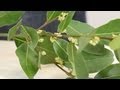 Laurel - Laurus nobilis - Guía de botánica - Sapeando
