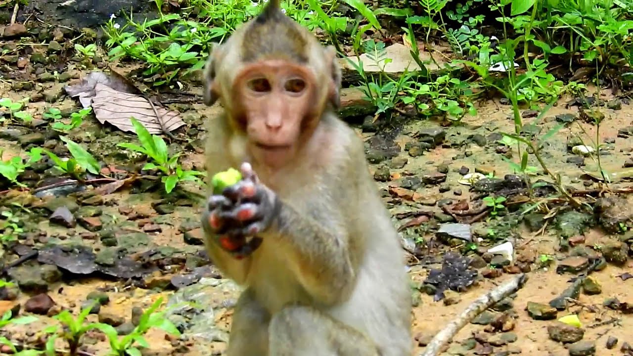 Really Lovely Poor Baby Monkey Janet Feels So Hungry After Coming Down From The Tree