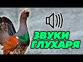 Звук глухаря: какие звуки издаёт глухарь?