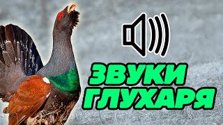 Звук глухаря: какие звуки издаёт глухарь?