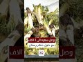 تعرفو على فوائد نبات الكعوب المنتشر في منطقة كرميان باقليم كوردستان