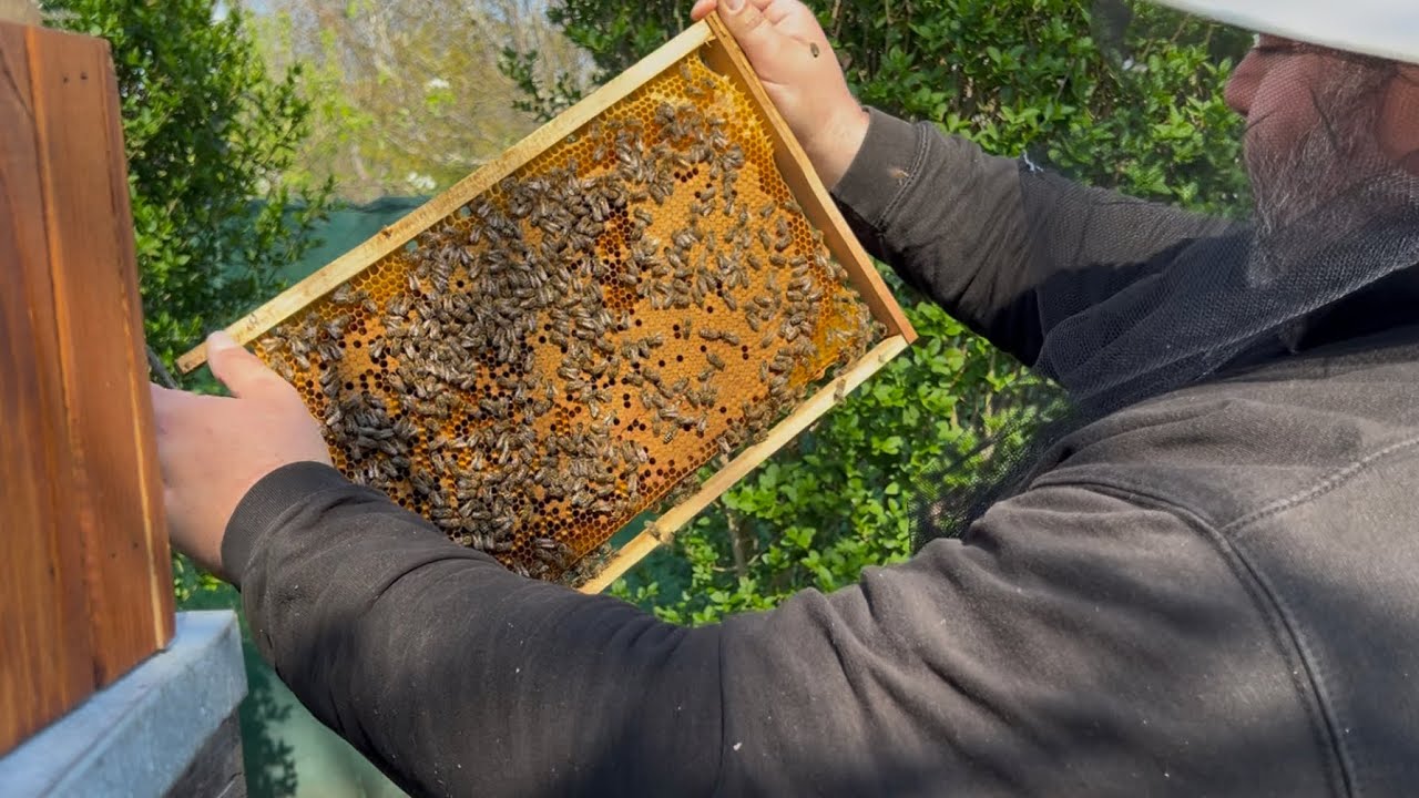 619. Ako sa rozvíjajú dve najslabšie včelstvá 2026-04-25 20:00