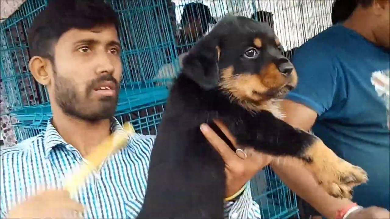 Excellent Quality Heavy Bone Rottweiler Puppies At Galiff Street
