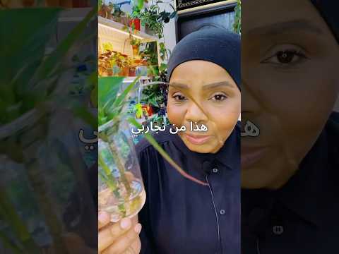 هرمون تجذير طبيعي في المنزل نباتات منزلية نباتات داخلية