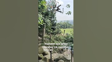 lagu india versi sunda manawi#sunda #shorts #funny 🤣