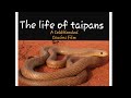 The life of taipans - The worlds most venomous snakes!