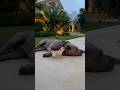 Simple Solution for Small Problems: 😴➡️💦 Pit Bull's Easy Fix!