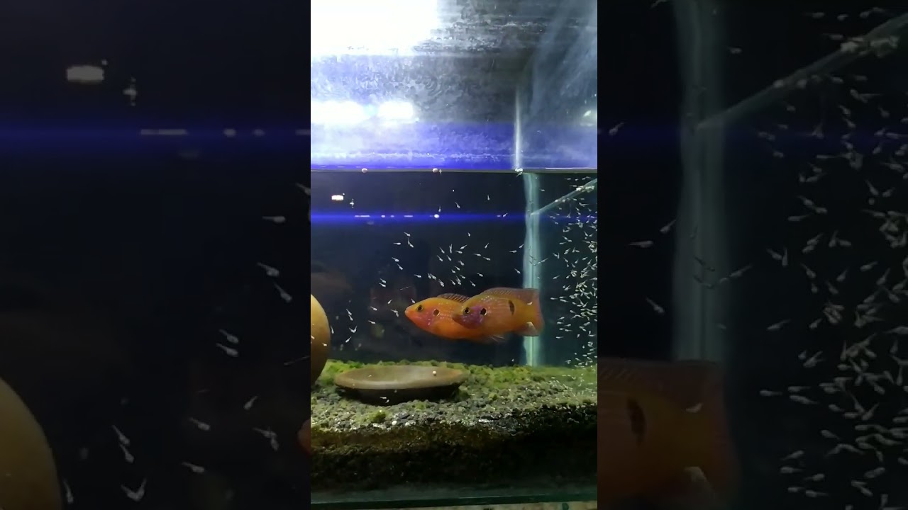 red jewel cichlid breeding
