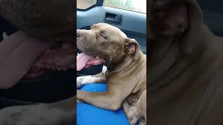 Hazel Baby Pit Bull Shot and Lived another day. Rescue Dog Pup To Adopt by CLAY COUNTY DOG RESCUE CELINA TENNESSEE 124 views 4 years ago 1 minute, 20 seconds