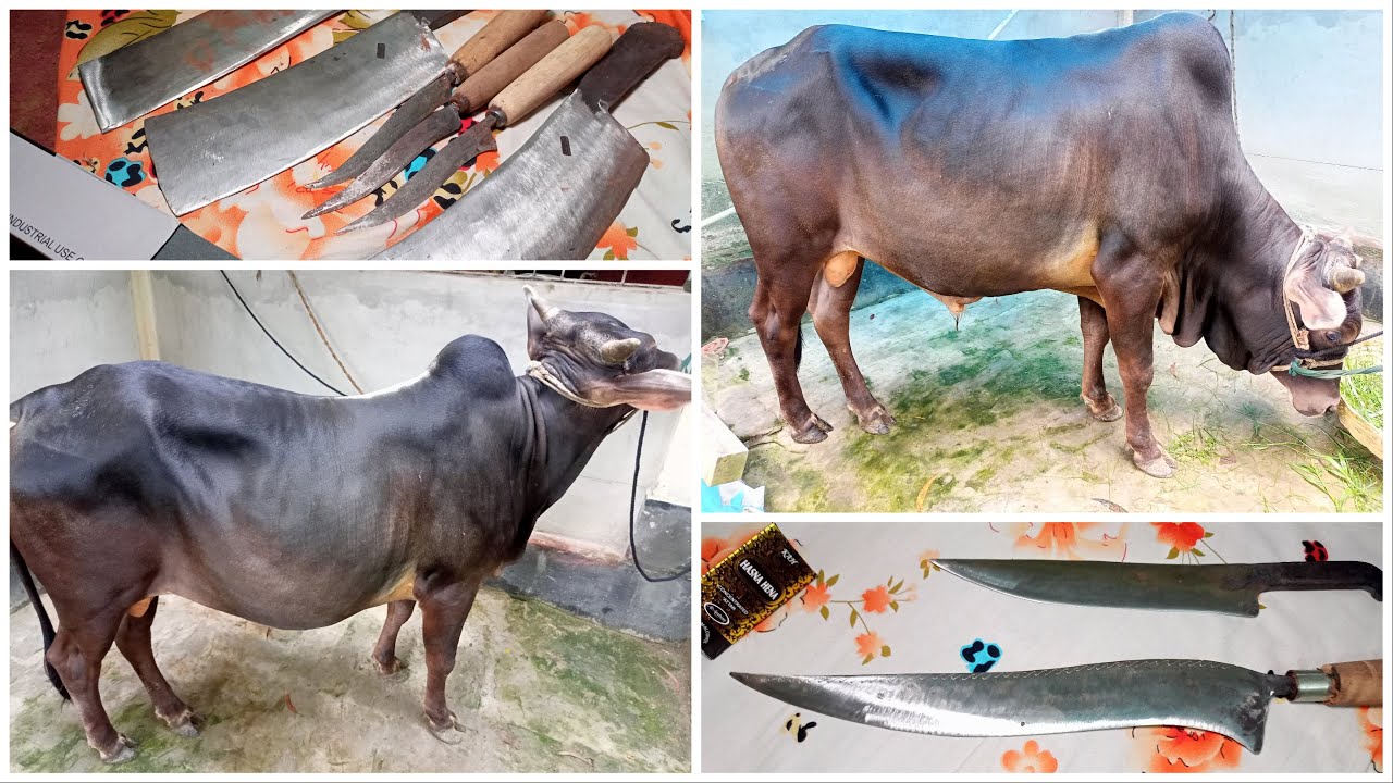 কুরবানী ইদের আগেরদিন সহজে প্রস্তুতি নিবেন যেভাবে