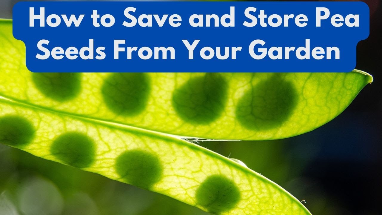 How to Save and Store Pea Seeds From Your Garden