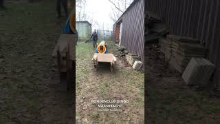 Mechelse Herder Gino Op De Hondencursus