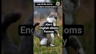 wow!!! CAT GROOVING TO MUSIC / learnenglish #vocabulary #idiom #shortsfeed