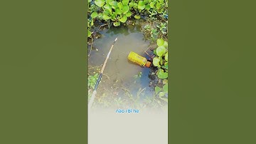 Câu cá dùng phao siêu to khổng lồ