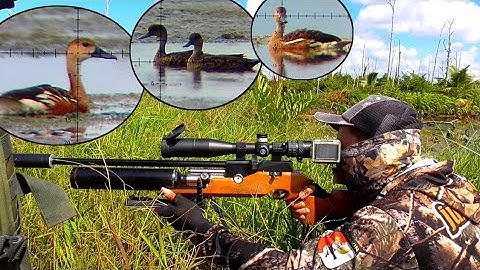 GILA❗SEMUA BELIBIS BERKUMPUL DI TAMBAK INI || BORNEO SLUG, BERBURU BELIBIS