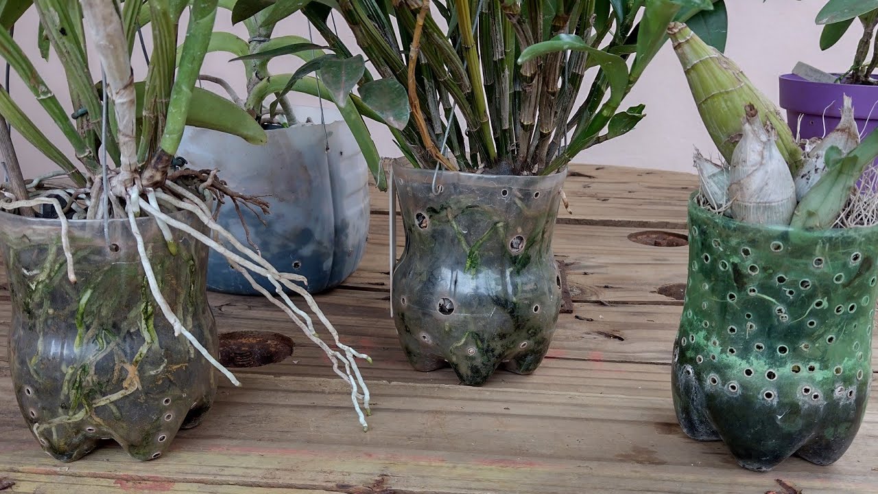 Orquídeas na garrafa pet... Por quanto tempo elas podem fica plantadas na garrafa pet