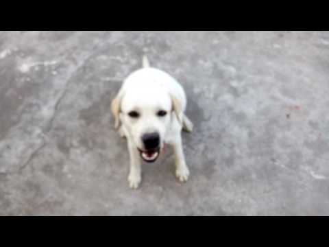 dog-training-in-telugu-5-sit-command