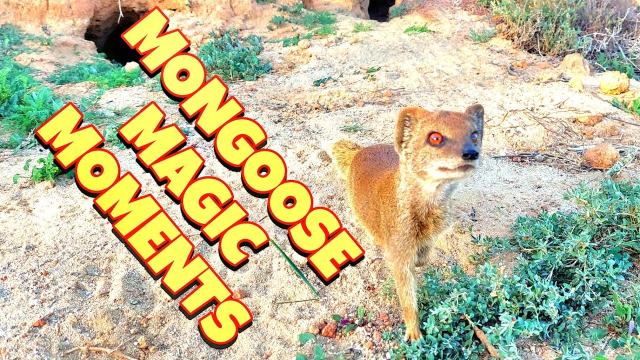 MY AMAZING MONGOOSE 