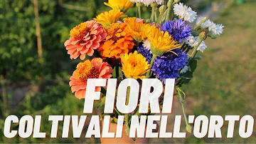 Dove mettere la calendula nell'orto?