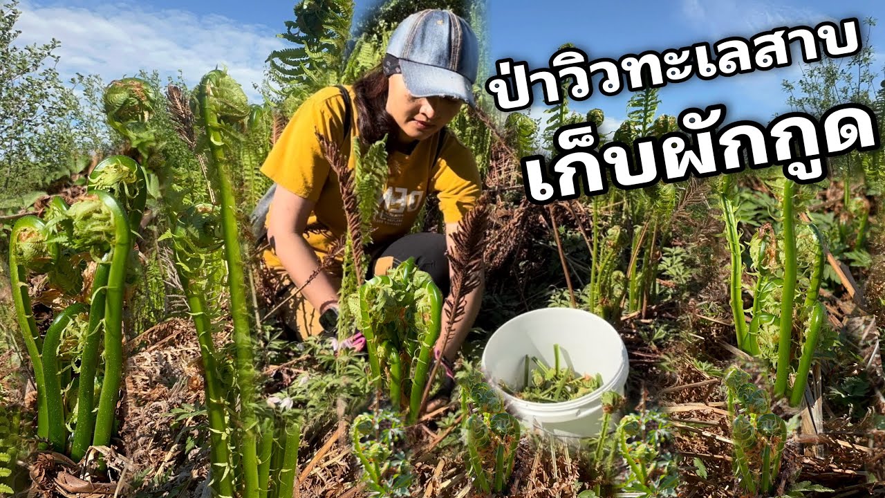 เก็บผักกูดฝรั่ง ผักป่าสวีเดนกินได้  วิวสวยๆ ป่าทะเลสาบ ผักสวยมาก พาดองผักกูดเก็บไว้กินทั้งปี