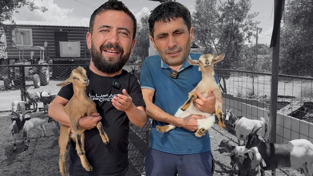 ВЫ КОГДА-НИБУДЬ ВИДЕЛИ КАРЛИКОВУЮ КОЗУ? | МОЖНО ЛИ ЗА НЕЙ ЗАБОТЬСЯ ДОМА? | СКОЛЬКО СТОЯТ ЕЖЕМЕСЯЧНЫЕ